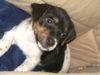 Jack-Russell-Terrier Foto: Ich bin die Kira (ID 24895) Jack-Russell-Terrier Hund
