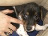 Jack-Russell-Terrier Foto: KIRA : DARF ICH JRTZT MAMA ZU DIR SAGEN (ID 25840) Jack-Russell-Terrier Hund