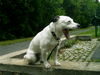 Jack-Russell-Terrier Foto: Freki 4 Jahre (ID 24336) Jack-Russell-Terrier Hund