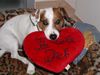 Jack-Russell-Terrier Foto: Tomy (ID 13661) Jack-Russell-Terrier Hund