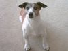 Jack-Russell-Terrier Foto: Ich bin der Moritz - 10 Jahre alt und fit wie ein Turnschuh! (ID 22177) Jack-Russell-Terrier Hund