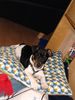 Jack-Russell-Terrier Foto: Oscar unser Liebling! (ID 21300) Jack-Russell-Terrier Hund