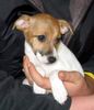 Jack-Russell-Terrier Foto: Lara (ID 16700) Jack-Russell-Terrier Hund