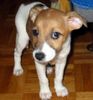 Jack-Russell-Terrier Foto: Lara (ID 16701) Jack-Russell-Terrier Hund