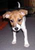 Jack-Russell-Terrier Foto: Lara (ID 16702) Jack-Russell-Terrier Hund
