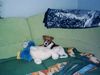 Jack-Russell-Terrier Foto: Mein Spielzeug ist größer als ich, denn ich bin noch ein Baby und erst 3 Monate alt !!! (ID 16141) Jack-Russell-Terrier Hund