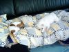 Jack-Russell-Terrier Foto: ..... oder mit meiner Cousine Joy !!! (ID 16143) Jack-Russell-Terrier Hund