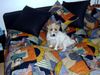Jack-Russell-Terrier Foto: Unsere Lena (ID 7724) Jack-Russell-Terrier Hund