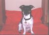 Jack-Russell-Terrier Foto: Lena (ID 15923) Jack-Russell-Terrier Hund