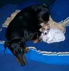 Jack-Russell-Terrier Foto: unsere Leonie mit (ID 12550) Jack-Russell-Terrier Hund