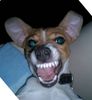 Jack-Russell-Terrier Foto: Jack Russell oder Gremlin???? (ID 15622) Jack-Russell-Terrier Hund