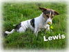 Jack-Russell-Terrier Foto: Lewis (7 Monate) in den ersten Sonnenstrahlen (ID 32047) Jack-Russell-Terrier Hund