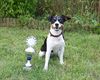 Jack-Russell-Terrier Foto: Lotti nach Ihrer bestandenen Begleidhundeprüfung (ID 36401) Jack-Russell-Terrier Hund
