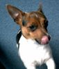 Jack-Russell-Terrier Foto: Unsre Lucie hat immer Hunger (ID 19061) Jack-Russell-Terrier Hund