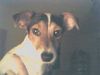Jack-Russell-Terrier Foto (ID 8416) Jack-Russell-Terrier Hund