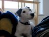 Jack-Russell-Terrier Foto: Luna vom Ilmtal (ID 22721) Jack-Russell-Terrier Hund