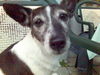 Jack-Russell-Terrier Foto: Das ist meine Patenhündin, Luna, sie wurde gestern überfahren!!!!!!!!!!!!!! (ID 33833) Jack-Russell-Terrier Hund