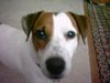 Jack-Russell-Terrier Foto: wasn das fürn ding?? (ID 13738) Jack-Russell-Terrier Hund