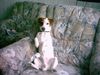 Jack-Russell-Terrier Foto: das ist mein kleiner,frecher jack russel (ID 13736) Jack-Russell-Terrier Hund