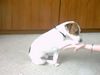 Jack-Russell-Terrier Foto: drops (ID 13737) Jack-Russell-Terrier Hund
