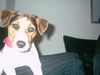 Jack-Russell-Terrier Foto: ich bin Lissy, und wer bist du?? (ID 15009) Jack-Russell-Terrier Hund
