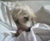 Jack-Russell-Terrier Foto: JOY, 8 Wochen alt (ID 14161) Jack-Russell-Terrier Hund
