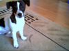 Jack-Russell-Terrier Foto: Die LillY (ID 11089) Jack-Russell-Terrier Hund