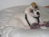 Jack-Russell-Terrier Foto: Meine kleine Joy (ID 12375) Jack-Russell-Terrier Hund