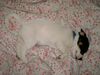 Jack-Russell-Terrier Foto: unser Marzipanschweinchen !!!! (ID 29085) Jack-Russell-Terrier Hund