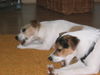 Jack-Russell-Terrier Foto: Mascha & Polly (ID 32119) Jack-Russell-Terrier Hund