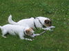 Jack-Russell-Terrier Foto: Mascha & Polly 2 (ID 32120) Jack-Russell-Terrier Hund