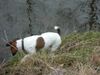 Jack-Russell-Terrier Foto: Da war was! (ID 21412) Jack-Russell-Terrier Hund
