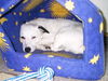 Jack-Russell-Terrier Foto: Ich möchte nicht gestört werden ! (ID 28619) Jack-Russell-Terrier Hund
