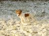 Jack-Russell-Terrier Foto: Brrr, ist das vielleicht kalt !!! (ID 17298) Jack-Russell-Terrier Hund