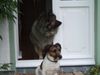 Jack-Russell-Terrier Foto: Das ist der Sibirische Wolfsspitz (Molly) und mein Jack Russel Terrier (Whiskey)! Ein Herz und eine Seele die beiden! (ID 27407) Jack-Russell-Terrier Hund