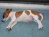 Jack-Russell-Terrier Foto: Ein Schweinchen? (ID 9597) Jack-Russell-Terrier Hund