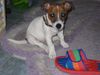 Jack-Russell-Terrier Foto: Hab nichts getan... (ID 9598) Jack-Russell-Terrier Hund