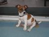 Jack-Russell-Terrier Foto: Was? (ID 9599) Jack-Russell-Terrier Hund