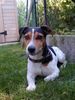 Jack-Russell-Terrier Hund