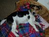 Jack-Russell-Terrier Hund