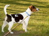 Jack-Russell-Terrier Foto: Benny hat ein vierblättriges kleeblatt auf den rücken schaut genau hin! (ID 33454) Jack-Russell-Terrier Hund