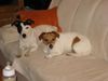 Jack-Russell-Terrier Foto: Nelli und Starski Grüßen alle ihre Welpen und die Besitzter (ID 43804) Jack-Russell-Terrier Hund