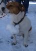 Jack-Russell-Terrier Foto: Nelli nach einem Winterspaziergang (ID 41593) Jack-Russell-Terrier Hund