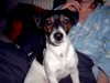 Jack-Russell-Terrier Foto: Neo & Sunny Neo ist er nicht ein hüpscher kerl (ID 15575) Jack-Russell-Terrier Hund