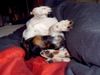 Jack-Russell-Terrier Foto: Neo & Sunny Neo beim schlafen ob das bequem ist (ID 15574) Jack-Russell-Terrier Hund