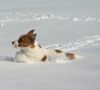 Jack-Russell-Terrier Foto: Ein kleiner Schneehase (ID 32005) Jack-Russell-Terrier Hund