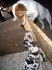 Jack-Russell-Terrier Foto: was ist den das???? (ID 41601) Jack-Russell-Terrier Hund