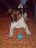 Jack-Russell-Terrier Foto: Nico und sein Lieblingsball (ID 41609) Jack-Russell-Terrier Hund