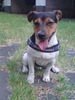 Jack-Russell-Terrier Hund