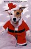 Jack-Russell-Terrier Foto: Lusie 2 Jahre (ID 27436) Jack-Russell-Terrier Hund